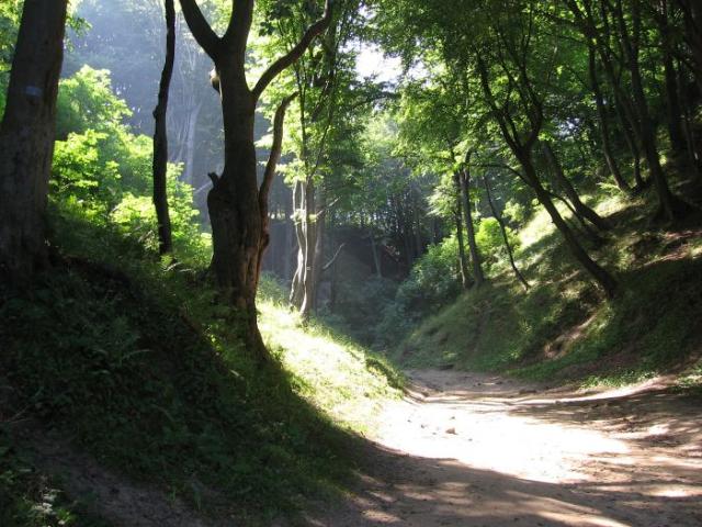Wąwóz "Lisi Jar".